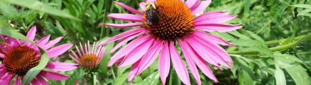 bumblebee lunch
